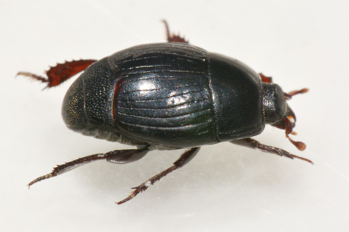 Histeridae: Hister lugubris ab. jadrensis